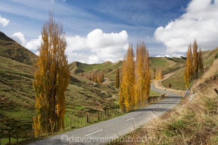 agricultural;agriculture;autuminal;autumn;autumn-colour;autumn-colours;autumnal;bend;bends;Central-North-Island;color;colors;colour;colours;corner;corners;country;countryside;deciduous;driving;fall;farm;farming;farmland;farms;field;fields;leaf;leaves;meadow;meadows;N.I.;N.Z.;New-Zealand;NI;North-Island;NZ;open-road;open-roads;paddock;paddocks;pasture;pastures;poplar;poplar-tree;poplar-trees;poplars;Rangitikei-District;road;road-trip;roads;Ruanui;Ruanui-Road;rural;season;seasonal;seasons;transport;transportation;travel;traveling;travelling;tree;trees;trip