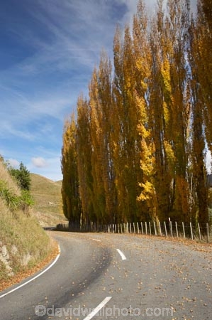 autuminal;autumn;autumn-colour;autumn-colours;autumnal;bend;bends;Central-North-Island;centre-line;centre-lines;centre_line;centre_lines;centreline;centrelines;color;colors;colour;colours;corner;corners;deciduous;driving;fall;leaf;leaves;N.I.;N.Z.;New-Zealand;NI;North-Island;NZ;open-road;open-roads;poplar;poplar-tree;poplar-trees;poplars;Rangitikei-District;road;road-trip;roads;Ruanui;Ruanui-Road;season;seasonal;seasons;transport;transportation;travel;traveling;travelling;tree;trees;trip