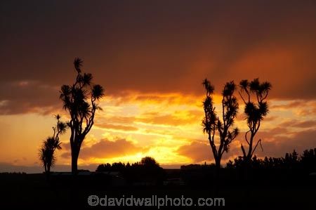 cabbage-tree;cabbage-trees;Cordyline-australis;dusk;evening;Fielding;Manawatu;N.I.;N.Z.;native-plant;native-plants;New-Zealand;NI;nightfall;North-Is;North-Island;NZ;orange;sky;sunset;sunsets;twilight