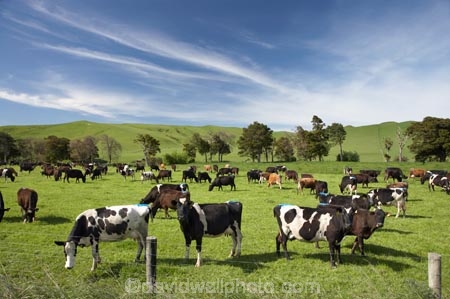 agricultural;agriculture;animal;animals;calves;cattle;country;countryside;cow;cows;dairy;dairy-cow;dairy-cows;dairy-farm;dairy-farms;farm;farming;farmland;farms;field;fields;grass;grassy;Herbivore;Herbivores;Herbivorous;horn;horns;Livestock;mammal;mammals;meadow;meadows;N.I.;N.Z.;new-zealand;NI;North-Is;North-Island;NZ;paddock;paddocks;pasture;pastures;rural;spring;stock;Tararua-District;Wairarapa