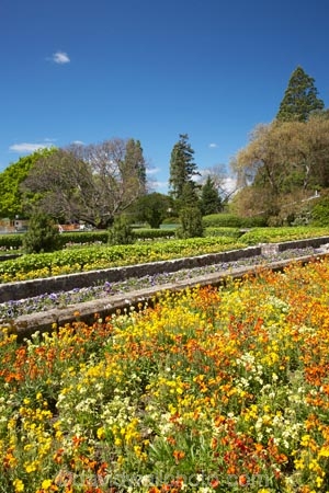 bloom;blooming;blooms;blossom;blossoming;blossoms;elizabeth;flower;flower-bed;flower-beds;flowers;Fresh;garden;gardens;grow;Growth;hosking;Hosking-Garden;island;Lower-North-Island;masterton;N.I.;N.Z.;new;new-zealand;NI;north;North-Is;north-is.;north-island;NZ;o8l0713;park;public-garden;public-gardens;queen;Queen-Elizabeth-II-Park;Queen-Elizabeth-II-Pk;Queen-Elizabeth-Park;Queen-Elizabeth-Pk;renew;season;seasonal;seasons;spring;springtime;the;The-Hosking-Garden;wairarapa;yellow;zealand