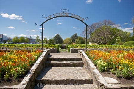 bloom;blooming;blooms;blossom;blossoming;blossoms;elizabeth;flower;flower-bed;flower-beds;flowers;Fresh;garden;gardens;grow;Growth;hosking;Hosking-Garden;island;Lower-North-Island;masterton;N.I.;N.Z.;new;new-zealand;NI;north;North-Is;north-is.;north-island;NZ;o8l0710;park;public-garden;public-gardens;queen;Queen-Elizabeth-II-Park;Queen-Elizabeth-II-Pk;Queen-Elizabeth-Park;Queen-Elizabeth-Pk;renew;season;seasonal;seasons;spring;springtime;the;The-Hosking-Garden;wairarapa;zealand