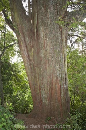 500;500-Year-Old-Totara-Tree;forest;island;Lower-North-Island;masterton;N.I.;N.Z.;near;new;new-zealand;NI;north;North-Is;north-is.;north-island;NZ;o8l6692;old;park;Podocarpus-totara;rewanui;Rewanui-Forest-Park;totara;Totara-tree;Totara-Trees;tree;trees;wairarapa;year;zealand