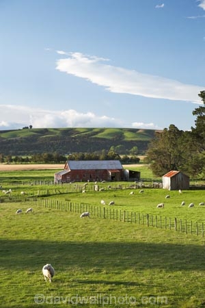 agricultural;agriculture;and;carterton;country;countryside;farm;Farm-Building;Farm-Buildings;Farm-Shed;Farm-Sheds;farming;farmland;farms;fence;fence-line;fence-lines;fenceline;fence_line;fencelines;fence_lines;fences;field;fields;Fresh;gladstone;green;grow;Growth;island;Livestock;Lower-North-Island;lush;meadow;meadows;N.I.;N.Z.;near;new;new-zealand;NI;north;North-Is;north-is.;north-island;NZ;o8l0979;paddock;paddocks;pasture;pastures;rural;season;seasonal;seasons;shearing;Shearing-Shed;Shearing-Sheds;shed;sheep;Sheep-Shed;Sheep-Sheds;spring;springtime;stock;wairarapa;Wool-Shed;Wool-Sheds;woolshed;woolsheds;zealand