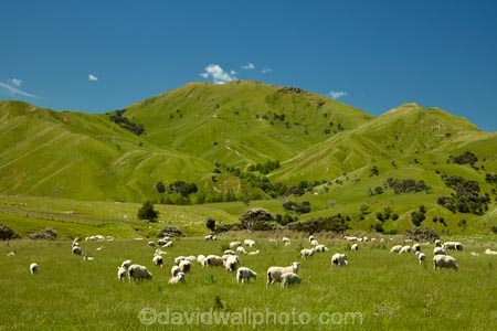 agricultural;agriculture;animal;animals;country;countryside;crowd;crowded;Crowds;domestic-stock;ewes;farm;farm-animals;farming;farmland;farms;field;fields;flock;flocks;herbivore;herbivores;herbivorous;herd;herds;hill;hills;livestock;Lower-North-Island;mammal;mammals;Martinborough;meadow;meadows;N.I.;N.Z.;New-Zealand;NI;North-Is;North-Island;NZ;outdoor;outdoors;outside;paddock;paddocks;pasture;pastures;rural;sheep;stock;Wairarapa;white