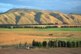 farm;rural;grass;agriculture;farming;farms;pasture;paddock;paddocks;field;fields;meadow;meadows;pastures;wairarapa;north-island;golden;trees;tree;farmland;martinborough