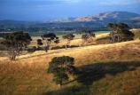 farm;rural;grass;agriculture;farming;farms;pasture;paddock;paddocks;field;fields;meadow;meadows;pastures;wairarapa;north-island;golden;trees;tree;farmland;Martinborough