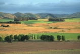farm;rural;grass;agriculture;farming;farms;pasture;paddock;paddocks;field;fields;meadow;meadows;pastures;wairarapa;north-island;golden;trees;tree;farmland;martinborough