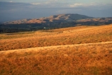 farm;rural;grass;agriculture;farming;farms;pasture;paddock;paddocks;field;fields;meadow;meadows;pastures;wairarapa;north-island;golden;trees;tree;farmland;Martinborough
