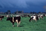 dairy;cow;milk;milking;farm;rural;grass;cows;calves;agriculture;farming;farms;pasture;paddock;paddocks;field;fields;meadow;meadows;pastures;black;white;beef;wairarapa;north-island;storm;approaching-storm;cloud;clouds;cloudy;storm-clouds;carterton;weather