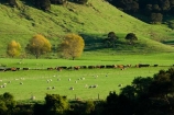 agricultural;agriculture;autuminal;autumn;autumnal;cattle;color;colors;colour;colours;country;countryside;cows;deciduous;fall;farm;farming;farmland;farms;field;fields;leaf;leaves;meadow;meadows;N.I.;N.Z.;New-Zealand;NI;North-Island;NZ;paddock;paddocks;pasture;pastures;rural;season;seasonal;seasons;sheep;stock;Tablelands;tree;trees;Wairarapa