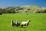 agricultural;agriculture;country;countryside;farm;farming;farmland;farms;field;fields;meadow;meadows;N.I.;N.Z.;New-Zealand;NI;North-Island;NZ;paddock;paddocks;pasture;pastures;rural;sheep;stock;Wairarapa