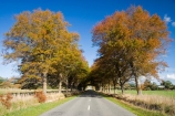 autuminal;autumn;autumn-colour;autumn-colours;autumnal;avenue;avenues;centre-line;centre-lines;centre_line;centre_lines;centreline;centrelines;color;colors;colour;colours;deciduous;driving;fall;Gladstone;highway;highways;leaf;leaves;Martinborough;N.I.;N.Z.;New-Zealand;NI;North-Island;NZ;oak;oak-tree;oak-trees;oaks;open-road;open-roads;road;road-trip;roads;season;seasonal;seasons;straight;transport;transportation;travel;traveling;travelling;tree;trees;trip;Wairarapa
