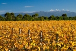 agricultural;agriculture;autuminal;autumn;autumn-colour;autumn-colours;autumnal;color;colors;colour;colours;country;countryside;crop;crops;cultivation;deciduous;fall;farm;farming;farmland;farms;field;fields;grape;grapes;grapevine;horticulture;leaf;leaves;Martinborough;Martinborough-Wineries;Martinborough-Winery;Martins-Road-Vineyard;N.I.;N.Z.;New-Zealand;NI;North-Island;NZ;orange;row;rows;rural;season;seasonal;seasons;Te-Kairanga-Vineyard;Te-Kairanga-Vineyards;Te-Kairanga-Wines;tree;trees;vine;vines;vineyard;vineyards;vintage;Wairarapa;wine;wineries;winery;wines;yellow