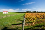 agricultural;agriculture;autuminal;autumn;autumn-colour;autumn-colours;autumnal;color;colors;colour;colours;country;countryside;crop;crops;cultivation;deciduous;fall;farm;farming;farmland;farms;field;fields;grape;grapes;grapevine;horticulture;leaf;leaves;Martinborough;Martinborough-Wineries;Martinborough-Winery;Martins-Road-Vineyard;N.I.;N.Z.;New-Zealand;NI;North-Island;NZ;orange;row;rows;rural;season;seasonal;seasons;Te-Kairanga-Vineyard;Te-Kairanga-Vineyards;Te-Kairanga-Wines;tree;trees;vine;vines;vineyard;vineyards;vintage;Wairarapa;wine;wineries;winery;wines;yellow