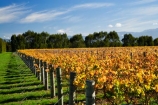 agricultural;agriculture;autuminal;autumn;autumn-colour;autumn-colours;autumnal;color;colors;colour;colours;country;countryside;crop;crops;cultivation;deciduous;fall;farm;farming;farmland;farms;field;fields;grape;grapes;grapevine;horticulture;leaf;leaves;Martinborough;Martinborough-Wineries;Martinborough-Winery;Martins-Road-Vineyard;N.I.;N.Z.;New-Zealand;NI;North-Island;NZ;orange;row;rows;rural;season;seasonal;seasons;Te-Kairanga-Vineyard;Te-Kairanga-Vineyards;Te-Kairanga-Wines;tree;trees;vine;vines;vineyard;vineyards;vintage;Wairarapa;wine;wineries;winery;wines;yellow