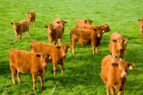 agricultural;agriculture;brown-cows;cattle;country;countryside;cow;cows;farm;farming;farmland;farms;field;fields;Kawhatau-Valley;meadow;meadows;N.I.;N.Z.;New-Zealand;NI;North-Island;NZ;paddock;paddocks;pasture;pastures;Rangitikei;rural