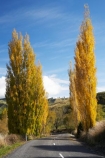 autuminal;autumn;autumn-colour;autumn-colours;autumnal;bend;bends;Central-North-Island;Central-Plateau;centre-line;centre-lines;centre_line;centre_lines;centreline;centrelines;color;colors;colour;colours;corner;corners;deciduous;driving;fall;leaf;leaves;N.I.;N.Z.;New-Zealand;NI;North-Island;NZ;open-road;open-roads;poplar;poplar-tree;poplar-trees;poplars;Rangitikei-District;Rangiwaea-Junction;road;road-trip;roads;Ruapehu-District;season;seasonal;seasons;transport;transportation;travel;traveling;travelling;tree;trees;trip;Waiouru