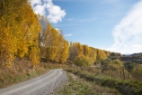 autuminal;autumn;autumn-colour;autumn-colours;autumnal;Central-North-Island;color;colors;colour;colours;countryside;deciduous;fall;gravel-road;gravel-roads;leaf;leaves;metal-road;metal-roads;metalled-road;metalled-roads;N.I.;N.Z.;New-Zealand;NI;North-Island;NZ;Rangitikei-District;road;roads;Ruanui;Ruanui-Road;rural;season;seasonal;seasons;tree;trees