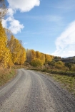 autuminal;autumn;autumn-colour;autumn-colours;autumnal;bend;bends;Central-North-Island;color;colors;colour;colours;corner;corners;countryside;deciduous;fall;gravel-road;gravel-roads;leaf;leaves;metal-road;metal-roads;metalled-road;metalled-roads;N.I.;N.Z.;New-Zealand;NI;North-Island;NZ;Rangitikei-District;road;roads;Ruanui;Ruanui-Road;rural;season;seasonal;seasons;tree;trees