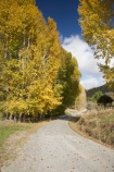 autuminal;autumn;autumn-colour;autumn-colours;autumnal;Central-North-Island;color;colors;colour;colours;countryside;deciduous;fall;gravel-road;gravel-roads;leaf;leaves;metal-road;metal-roads;metalled-road;metalled-roads;N.I.;N.Z.;New-Zealand;NI;North-Island;NZ;Rangitikei-District;road;roads;Ruanui;Ruanui-Road;rural;season;seasonal;seasons;tree;trees