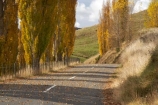 autuminal;autumn;autumn-colour;autumn-colours;autumnal;bend;bends;Central-North-Island;centre-line;centre-lines;centre_line;centre_lines;centreline;centrelines;color;colors;colour;colours;corner;corners;deciduous;driving;fall;leaf;leaves;N.I.;N.Z.;New-Zealand;NI;North-Island;NZ;open-road;open-roads;poplar;poplar-tree;poplar-trees;poplars;Rangitikei-District;road;road-trip;roads;Ruanui;Ruanui-Road;season;seasonal;seasons;transport;transportation;travel;traveling;travelling;tree;trees;trip