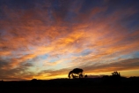and;break-of-day;carterton;dawn;dawning;daybreak;farmland;first-light;island;Lower-North-Island;morning;N.I.;N.Z.;near;new;new-zealand;NI;north;North-Is;north-is.;north-island;NZ;o8l1030;orange;over;sunrise;sunrises;sunup;tree;trees;twilight;wairarapa;zealand