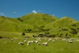 agricultural;agriculture;animal;animals;country;countryside;crowd;crowded;Crowds;domestic-stock;ewes;farm;farm-animals;farming;farmland;farms;field;fields;flock;flocks;herbivore;herbivores;herbivorous;herd;herds;hill;hills;livestock;Lower-North-Island;mammal;mammals;Martinborough;meadow;meadows;N.I.;N.Z.;New-Zealand;NI;North-Is;North-Island;NZ;outdoor;outdoors;outside;paddock;paddocks;pasture;pastures;rural;sheep;stock;Wairarapa;white