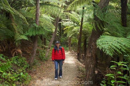 beautiful;beauty;bush;endemic;fern;ferns;forest;forests;green;hike;hiker;hikers;hiking;Marlborough;Marlborough-Sounds;native;native-bush;natives;natural;nature;New-Zealand;ponga;pongas;punga;pungas;Queen-Charlotte-Track;scene;scenic;South-Island;track;tracks;tramp;tramper;trampers;tramping;tree;tree-fern;tree-ferns;trees;trek;treker;trekers;treking;trekker;trekkers;trekking;walk;walker;walkers;walking;walking-track;walking-tracks