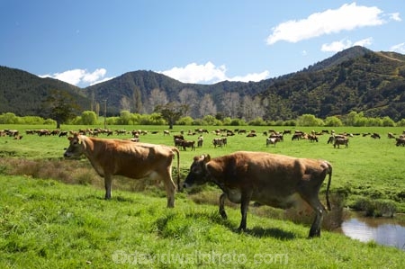 agricultural;agriculture;animal;animals;Brown-Cow;Brown-Cows;cattle;country;countryside;cow;cows;dairy;dairy-cow;dairy-cows;dairy-farm;dairy-farms;farm;farming;farmland;farms;field;fields;grass;grassy;Havelock;Herbivore;Herbivores;Herbivorous;horticulture;Livestock;mammal;mammals;Marlborough;meadow;meadows;N.Z.;New-Zealand;NZ;paddock;paddocks;pasture;pastures;rural;S.I.;SI;South-Is.;South-Island;stock