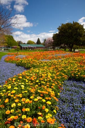 Blenheim;bloom;blooming;blooms;Botanic-Garden;Botanic-Gardens;Botanical-Garden;Botanical-Gardens;floral;flower;flower-beds;flower-garden;flower-gardens;flowers;fresh;grow;growth;Marlborough;N.Z.;New-Zealand;NZ;orange;park;parks;Pollard-Park;renew;S.I.;season;seasonal;seasons;SI;South-Is;South-Is.;South-Island;spring;spring-time;spring_time;springtime;Sth-Is;violet;yellow