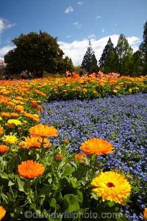 Blenheim;bloom;blooming;blooms;Botanic-Garden;Botanic-Gardens;Botanical-Garden;Botanical-Gardens;floral;flower;flower-beds;flower-garden;flower-gardens;flowers;fresh;grow;growth;Marlborough;N.Z.;New-Zealand;NZ;orange;park;parks;Pollard-Park;renew;S.I.;season;seasonal;seasons;SI;South-Is;South-Is.;South-Island;spring;spring-time;spring_time;springtime;Sth-Is;violet;yellow