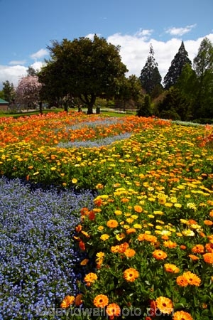 Blenheim;bloom;blooming;blooms;Botanic-Garden;Botanic-Gardens;Botanical-Garden;Botanical-Gardens;floral;flower;flower-beds;flower-garden;flower-gardens;flowers;fresh;grow;growth;Marlborough;N.Z.;New-Zealand;NZ;orange;park;parks;Pollard-Park;renew;S.I.;season;seasonal;seasons;SI;South-Is;South-Is.;South-Island;spring;spring-time;spring_time;springtime;Sth-Is;violet;yellow