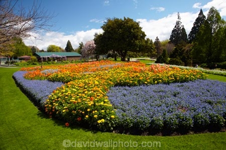 Blenheim;bloom;blooming;blooms;Botanic-Garden;Botanic-Gardens;Botanical-Garden;Botanical-Gardens;floral;flower;flower-beds;flower-garden;flower-gardens;flowers;fresh;grow;growth;Marlborough;N.Z.;New-Zealand;NZ;orange;park;parks;Pollard-Park;renew;S.I.;season;seasonal;seasons;SI;South-Is;South-Is.;South-Island;spring;spring-time;spring_time;springtime;Sth-Is;violet;yellow