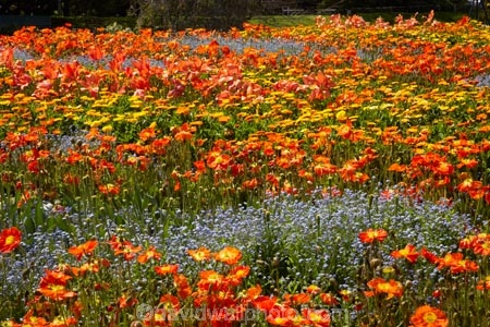 Blenheim;bloom;blooming;blooms;Botanic-Garden;Botanic-Gardens;Botanical-Garden;Botanical-Gardens;floral;flower;flower-beds;flower-garden;flower-gardens;flowers;fresh;grow;growth;Marlborough;N.Z.;New-Zealand;NZ;orange;park;parks;Pollard-Park;renew;S.I.;season;seasonal;seasons;SI;South-Is;South-Is.;South-Island;spring;spring-time;spring_time;springtime;Sth-Is;violet