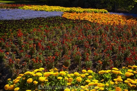 Blenheim;bloom;blooming;blooms;blossom;blossoming;blossoms;Botanic-Garden;Botanic-Gardens;Botanical-Garden;Botanical-Gardens;floral;flower;flower-beds;flower-garden;flower-gardens;flowers;fresh;grow;growth;lilac;Marlborough;mauve;N.Z.;New-Zealand;NZ;orange;park;parks;Pollard-Park;purple;red;renew;S.I.;season;seasonal;seasons;SI;South-Is;South-Is.;South-Island;spring;spring-time;spring_time;springtime;Sth-Is;violet;yellow-flowers