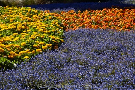 Blenheim;bloom;blooming;blooms;blossom;blossoming;blossoms;Botanic-Garden;Botanic-Gardens;Botanical-Garden;Botanical-Gardens;floral;flower;flower-beds;flower-garden;flower-gardens;flowers;fresh;grow;growth;lilac;Marlborough;mauve;N.Z.;New-Zealand;NZ;orange;park;parks;Pollard-Park;purple;renew;S.I.;season;seasonal;seasons;SI;South-Is;South-Is.;South-Island;spring;spring-time;spring_time;springtime;Sth-Is;violet;yellow-flowers