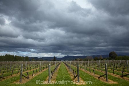agricultural;agriculture;approaching-storm;approaching-storms;black-cloud;black-clouds;Blenheim;cloud;clouds;cloudy;country;countryside;crop;crops;cultivation;dark-cloud;dark-clouds;farm;farming;farmland;farms;field;fields;grape;grapes;grapevine;gray-cloud;gray-clouds;grey-cloud;grey-clouds;horticulture;Marlborough;N.Z.;New-Zealand;NZ;rain-cloud;rain-clouds;rain-storm;rain-storms;row;rows;rural;S.I.;SI;South-Is;South-Island;Sth-Is;storm;storm-cloud;storm-clouds;storms;thunder-storm;thunder-storms;thunderstorm;thunderstorms;vine;vines;vineyard;vineyards;vintage;weather;wine;wineries;winery;wines