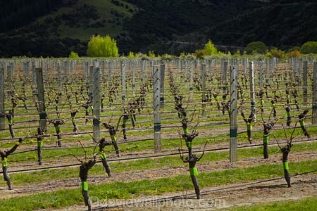 agricultural;agriculture;country;countryside;crop;crops;cultivation;farm;farming;farmland;farms;field;fields;grape;grapes;grapevine;horticulture;Marlborough;N.Z.;New-Zealand;NZ;Pioneer-Block-4-Sawcut;row;rows;rural;S.I.;Saint-Clair-Family-Estate;Saint-Clair-Vineyard;Sawcut-Block-4-vineyard;Sawcut-Vineyard;SI;South-Is;South-Is.;South-Island;Sth-Is;Ure-Valley;UreWaima-Valley;vine;vines;vineyard;vineyards;vintage;Waima-River-Valley;Waima-Valley;WaimaUre-Valley;wine;wineries;winery;wines