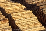 bulk;export;exports;forest;forestry;forests;industrial;industry;log;Log-Stacks;logging;logs;lumber;Marlborough;Marlborough-Sounds;New-Zealand;Picton;pine;pine-tree;pine-trees;pinus-radiata;row;rows;South-Island;stockpile;stockpiles;timber;tree;tree-trunk;tree-trunks;trees;wharf;wharfs;wharves;wood
