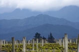agricultural;agriculture;Blenheim;clouds;cloudy;country;countryside;crop;crops;cultivation;farm;farming;farmland;farms;field;fields;grape;grapes;grapevine;hills;horticulture;Marlborough;mountains;N.Z.;New-Zealand;NZ;Renwick;Richmond-Range;row;rows;rural;S.I.;SI;South-Is.;South-Island;vine;vines;vineyard;vineyards;vintage;wine;wineries;winery;wines;Woodbourne