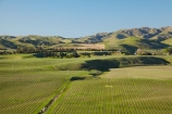 agricultural;agriculture;Awatere-Valley;country;countryside;crop;crops;cultivation;farm;farming;farmland;farms;field;fields;grape;grapes;grapevine;horticulture;Marlborough;N.Z.;New-Zealand;NZ;row;rows;rural;S.I.;Seddon;SI;South-Is;South-Island;Sth-Is;vine;vines;vineyard;vineyards;vintage;wine;wineries;winery;wines