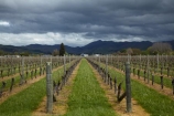 agricultural;agriculture;approaching-storm;approaching-storms;black-cloud;black-clouds;Blenheim;cloud;clouds;cloudy;country;countryside;crop;crops;cultivation;dark-cloud;dark-clouds;farm;farming;farmland;farms;field;fields;grape;grapes;grapevine;gray-cloud;gray-clouds;grey-cloud;grey-clouds;horticulture;Marlborough;N.Z.;New-Zealand;NZ;rain-cloud;rain-clouds;rain-storm;rain-storms;row;rows;rural;S.I.;SI;South-Is;South-Island;Sth-Is;storm;storm-cloud;storm-clouds;storms;thunder-storm;thunder-storms;thunderstorm;thunderstorms;vine;vines;vineyard;vineyards;vintage;weather;wine;wineries;winery;wines