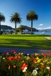 bloom;blooms;blooning;floral;flower;flower-bed;flower-beds;flower-garden;flower-gardens;flowers;Foreshore-Reserve;garden;gardens;Marlborough;Marlborough-Sounds;N.Z.;New-Zealand;NZ;palm;palm-tree;palm-trees;palms;park;parks;Picton;Picton-Foreshore-Reserve;Picton-Harbor;Picton-Harbour;public-flower-garden;public-garden;public-gardens;Queen-Charlotte-Sound;S.I.;SI;South-Is;South-Island;Sth-Is