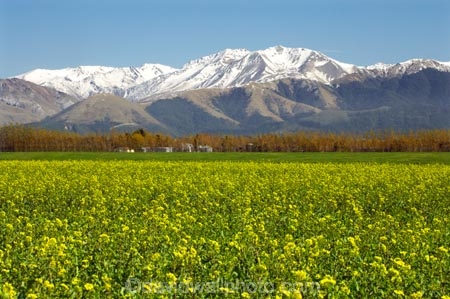 agricultural;agriculture;alp;alpine;alps;altitude;canterbury;color;colors;colour;colours;country;countryside;crop;cropping;crops;cultivation;farm;farming;farmland;farms;field;fields;flower;flowers;garden;gardens;high-altitude;horticulture;main-divide;meadow;meadows;Methven;mount;mountain;mountain-peak;mountainous;mountains;mountainside;mt;mt.;New-Zealand;paddock;paddocks;pasture;pastures;peak;peaks;peneplain;plain;plains;range;ranges;rape-seed;Rapeseed-Field;rural;snow;snow-capped;snow_capped;snowcapped;snowy;South-Island;southern-alps;summit;summits;yellow