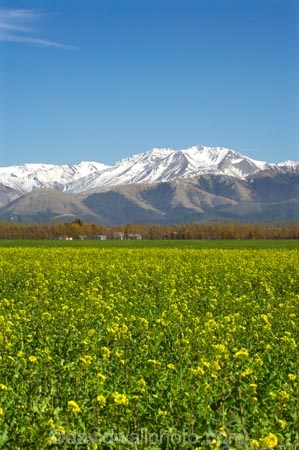 agricultural;agriculture;alp;alpine;alps;altitude;canterbury;color;colors;colour;colours;country;countryside;crop;cropping;crops;cultivation;farm;farming;farmland;farms;field;fields;flower;flowers;garden;gardens;high-altitude;horticulture;main-divide;meadow;meadows;Methven;mount;mountain;mountain-peak;mountainous;mountains;mountainside;mt;mt.;New-Zealand;paddock;paddocks;pasture;pastures;peak;peaks;peneplain;plain;plains;range;ranges;rape-seed;Rapeseed-Field;rural;snow;snow-capped;snow_capped;snowcapped;snowy;South-Island;southern-alps;summit;summits;yellow