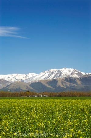 agricultural;agriculture;alp;alpine;alps;altitude;canterbury;color;colors;colour;colours;country;countryside;crop;cropping;crops;cultivation;farm;farming;farmland;farms;field;fields;flower;flowers;garden;gardens;high-altitude;horticulture;main-divide;meadow;meadows;Methven;mount;mountain;mountain-peak;mountainous;mountains;mountainside;mt;mt.;New-Zealand;paddock;paddocks;pasture;pastures;peak;peaks;peneplain;plain;plains;range;ranges;rape-seed;Rapeseed-Field;rural;snow;snow-capped;snow_capped;snowcapped;snowy;South-Island;southern-alps;summit;summits;yellow