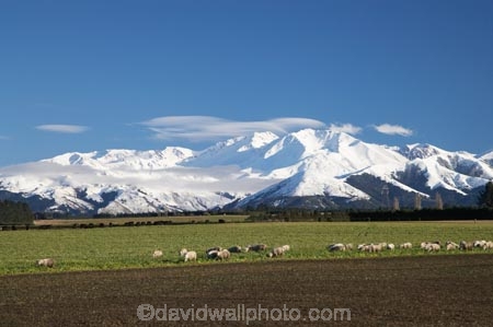 agricultural;agriculture;alp;alpine;alps;Canterbury-foothills;cold;country;countryside;ewes;farm;Farm-animals;farming;farmland;farms;field;fields;flock;flocks;foothills;freeze;freezing;livestock;mammal;mammals;meadow;meadows;Mid-Canterbury;mount;Mount-Winterslow;mountain;mountain-peak;mountainous;mountains;mountainside;mt;Mt-Winterslow;mt.;Mt.-Winterslow;N.Z.;New-Zealand;NZ;paddock;paddocks;pasture;pastures;peak;peaks;range;ranges;rural;S.I.;season;seasonal;seasons;sheep;SI;snow;snow-capped;snow_capped;snowcapped;snowy;South-Island;southern-alps;stock;summit;summits;winter;Winterslow-Range;wintery