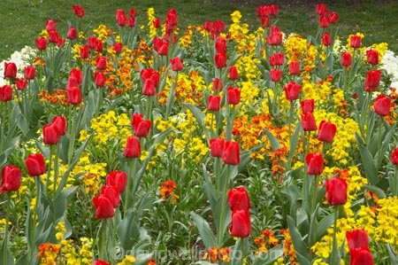 Ashburton-Domain;Ashburton-Gardens;bloom;blooming;blooms;Botanic-Garden;Botanic-Gardens;Botanical-Garden;Botanical-Gardens;Canterbury;Christchurch;flower;flowers;fresh;grow;growth;in-springtime;Mid-Canterbury;Mid_Canterbury;N.Z.;New-Zealand;NZ;red;renew;S.I.;season;seasonal;seasons;SI;South-Is.;South-Island;spring;springtime;tulip;tulips;yellow