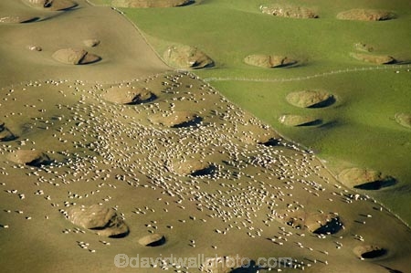aerial;aerial-photo;aerial-photograph;aerial-photographs;aerial-photography;aerial-photos;aerial-view;aerial-views;aerials;agricultural;agriculture;Canterbury;country;countryside;Craigmore-Farm;Craigmore-Station;doline;dolines;ewes;farm;Farm-animals;farming;farmland;farms;field;fields;flock;flocks;geological;geological-formation;geological-formations;geology;herd;herds;land-formation;land-formations;limestone;Livestock;Maungati;meadow;meadows;mob;mobs;Motukaika;N.Z.;New-Zealand;NZ;paddock;paddocks;pasture;pastures;rural;S.I.;sheep;SI;sink;sink-hole;sink-holes;sink_hole;sink_holes;sinkhole;sinkholes;sinks;South-Canterbury;South-Is;South-Island;stock;swallet;swallets;swallow-hole;swallow-holes;swallow_hole;swallow_holes;swallowhole;swallowholes